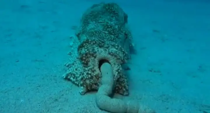 How Do Sea Cucumbers Poop?