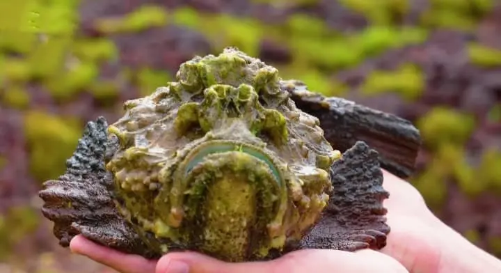 Stonefish: The Hidden Danger