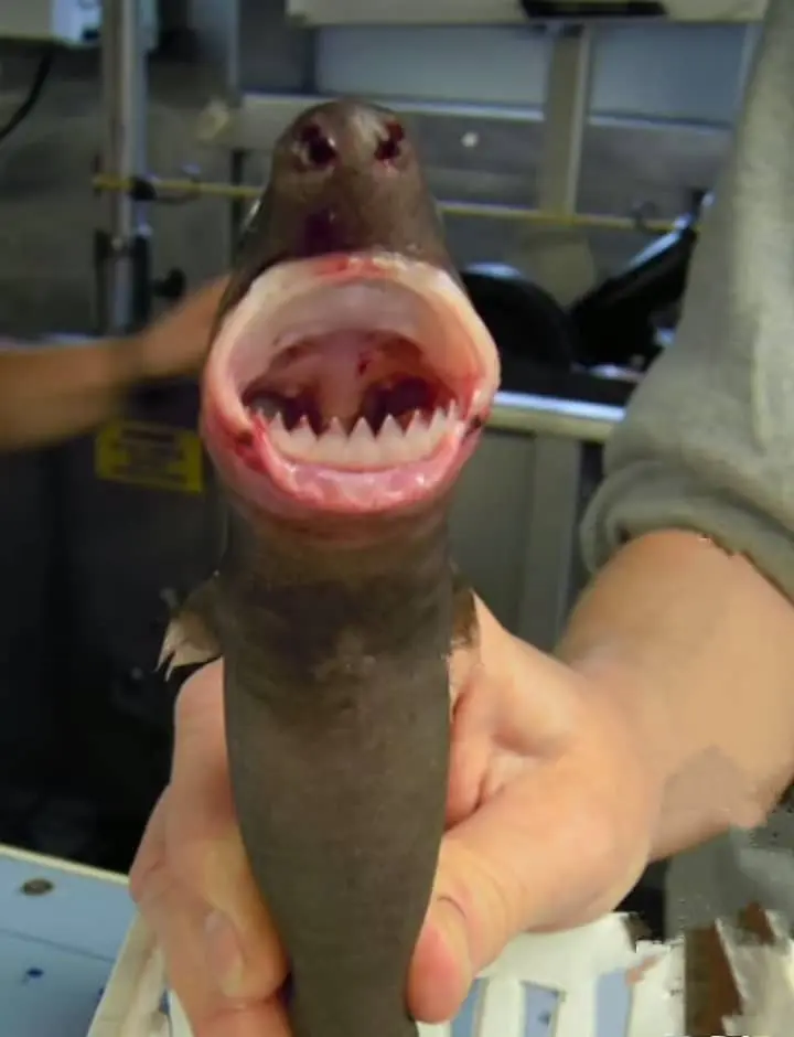 Cookiecutter Shark