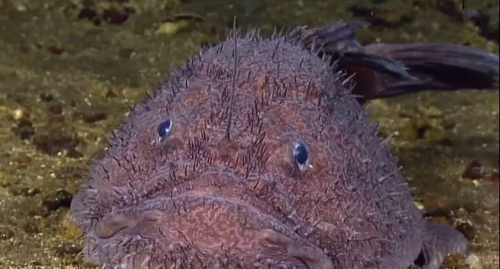 Anglerfish: The Deep-Sea Hunter (Scientific name: Lophiiformes)