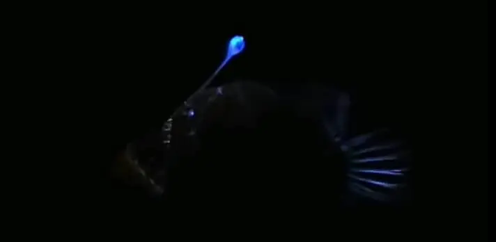 angler fish glowing alure