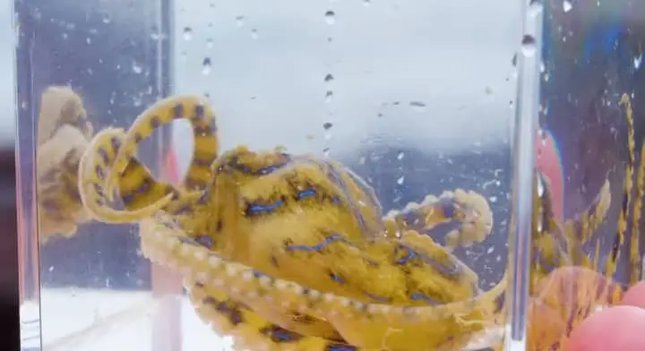 Blue-Ringed Octopus