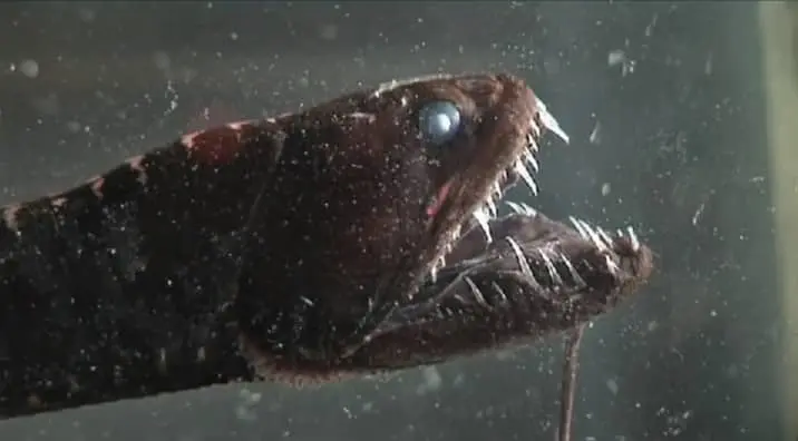 dragonfish