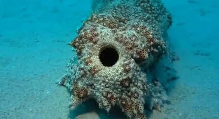 What Do Sea Cucumbers Eat?