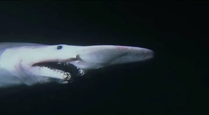 Goblin Shark: The Weird Shark
