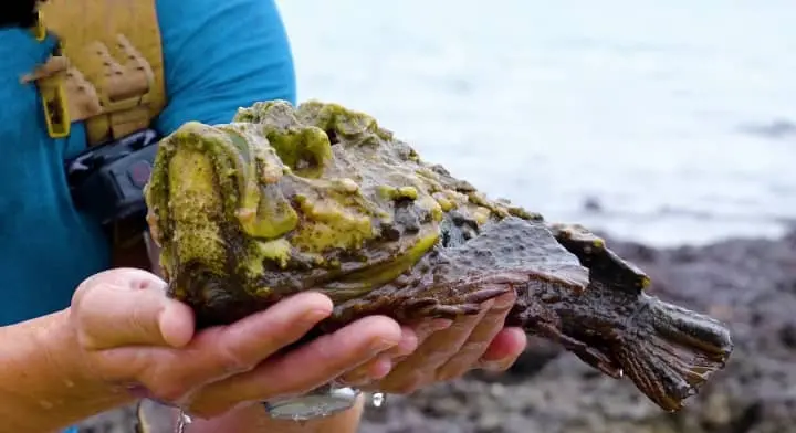 stonefish dangerous