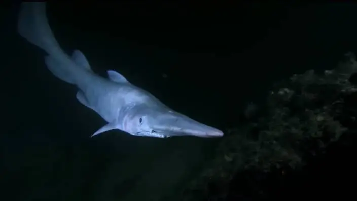 goblin shark ferocious face
