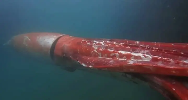 Giant Squid