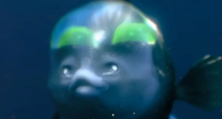 BarrelEye Fish
