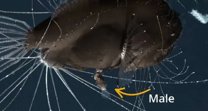 male anglerfish with female body