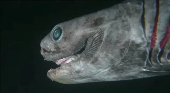 Frilled Shark: The Snake-Like Predator