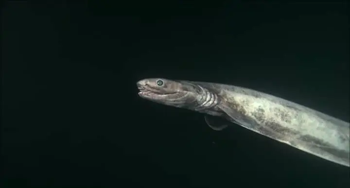 Frilled Shark size length