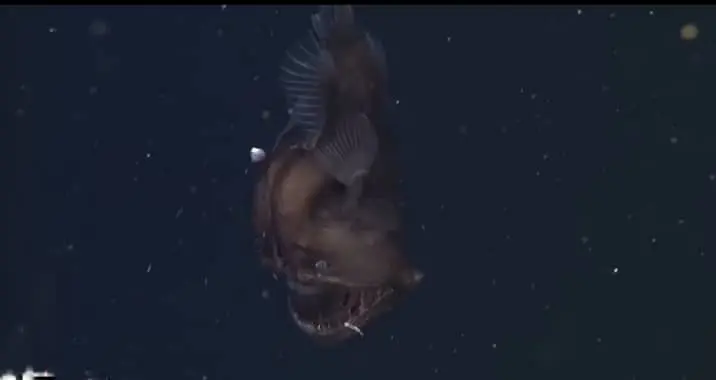 anglerfish glowing light