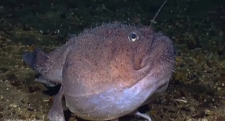 angler fish In ocean
