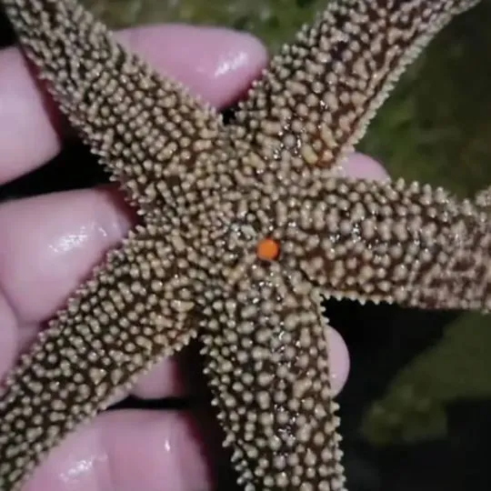 Behavior & Adaptations of Starfish