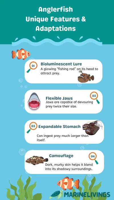 Anglerfish Unique Features & Adaptations