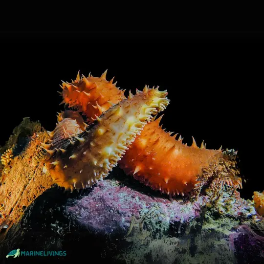 California Sea Cucumber (Parastichopus californicus)