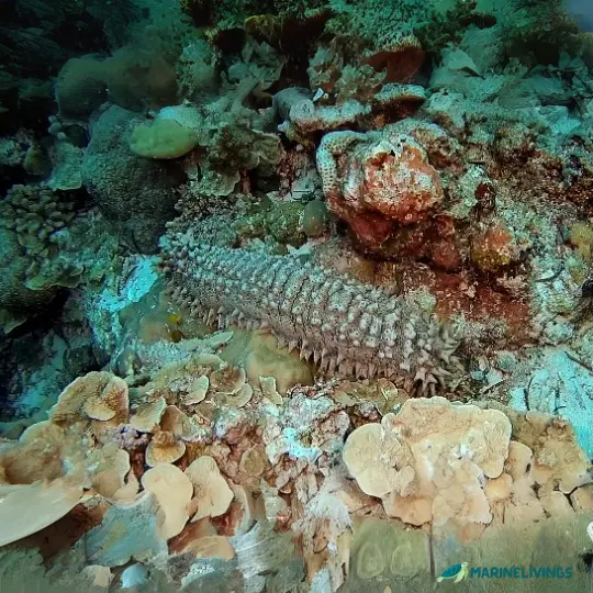 Giant Sea Cucumber (Thelenota anax)