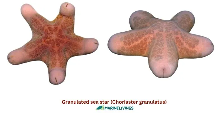Granulated sea star (Choriaster granulatus)