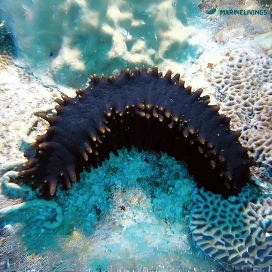 Greenfish Sea Cucumber (Stichopus chloronotus)