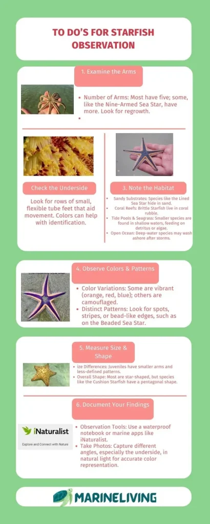 How To Identify Different Types of Starfish