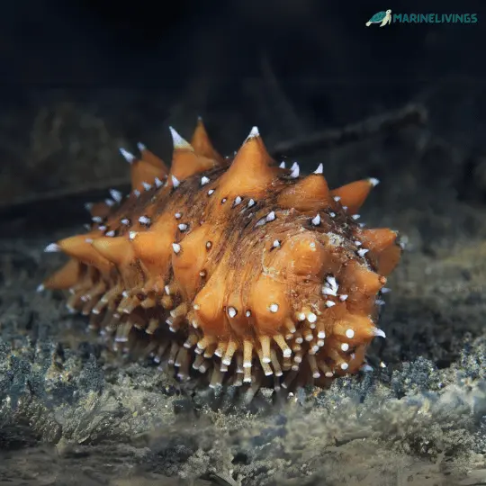 Japanese Sea Cucumber (Apostichopus japonicus)