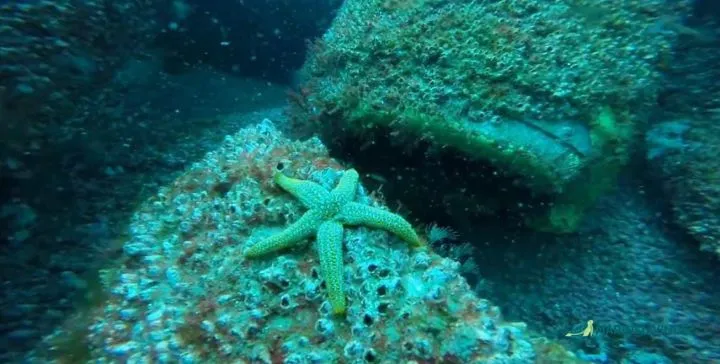 Orange-Ridged Sea Star(Echinaster spinulosus)