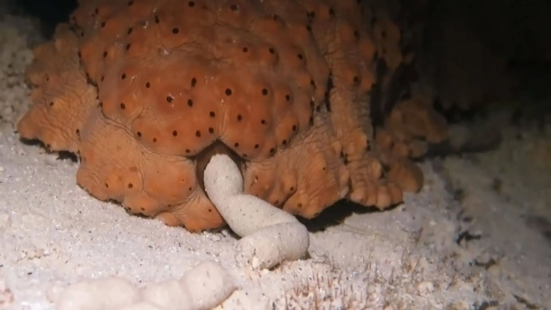 Sea Cucumbers Poop