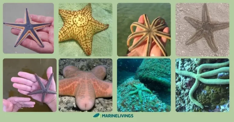 Types of starfish in Florida
