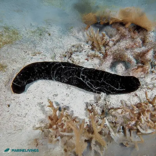 The Black Sea Cucumber (Holothuria atra)