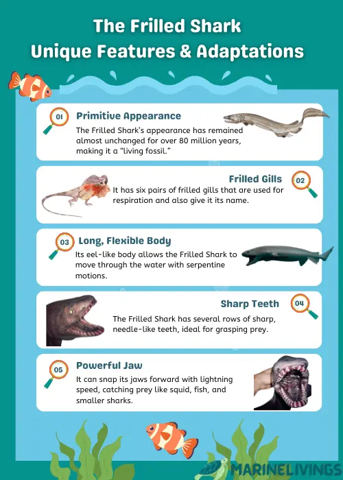 Frilled Shark Infographics