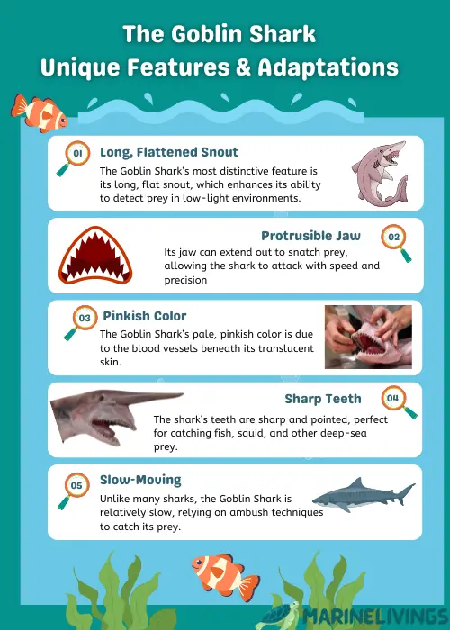 Goblin Shark Feature infographics