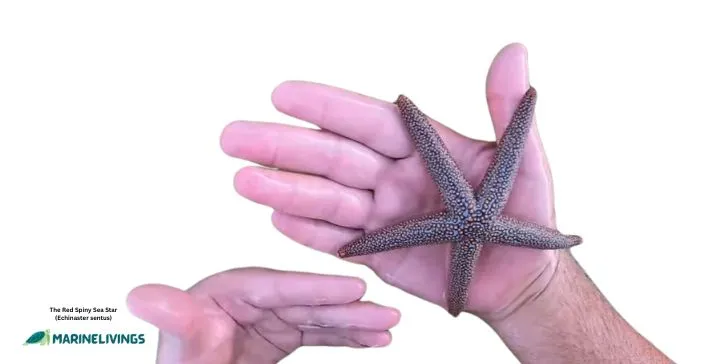 The Red Spiny Sea Star (Echinaster sentus)