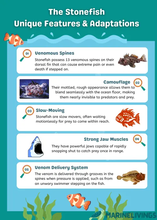 Stonefish Features infographics