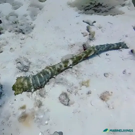 Tiger's Tail (Holothuria scabra)