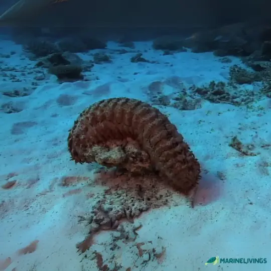 Robust Sea Cucumber (Colochirus robustus)