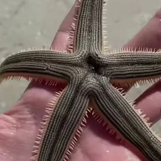 On of the Florida starfish types