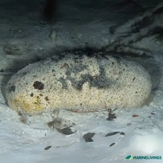 White Teatfish (Holothuria fuscogilva)