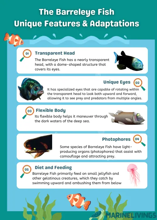 Barreleye Fish Unique Features