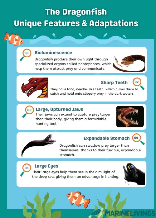 Dragonfish Adaptations