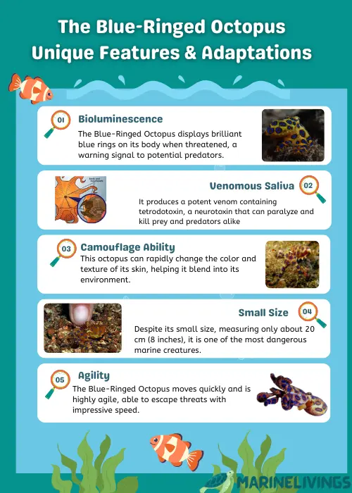 Blue-Ringed Octopus Adaptations