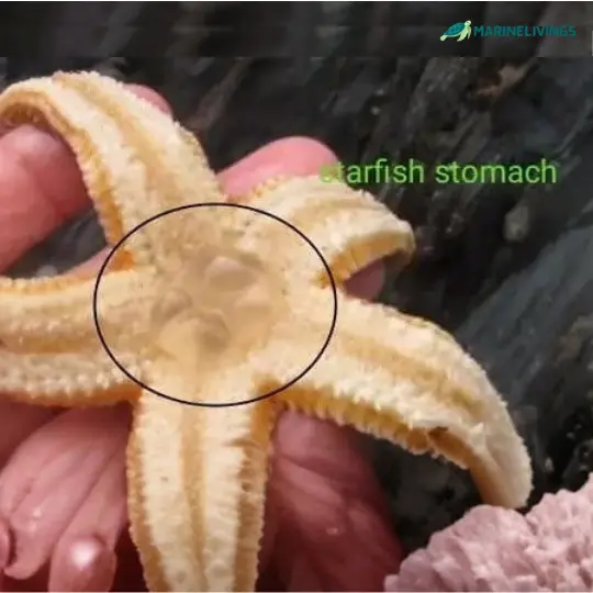 Starfish use their stomachs to digest prey externally