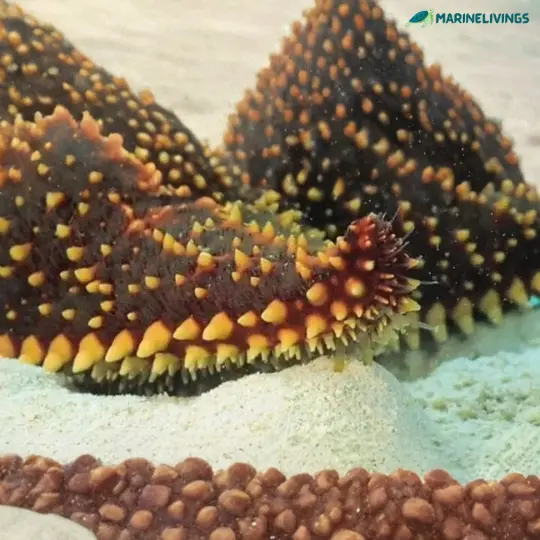 Red Cushion Sea Star or Bahama spines in yellow color
