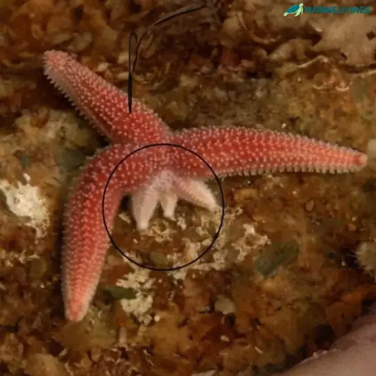 starfish regrow lost arms or regenerate an entirely new body from a single arm called arm regeneration