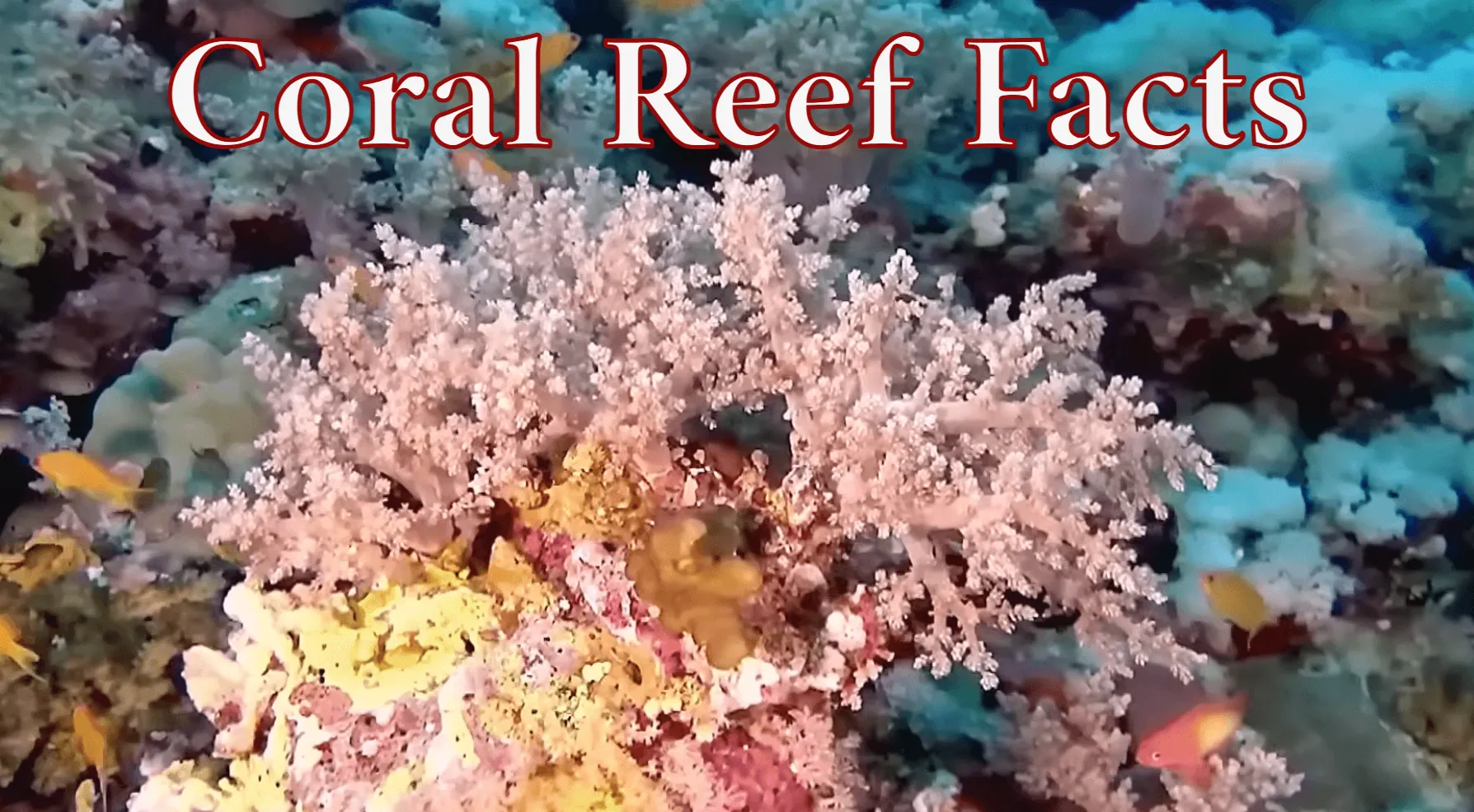 11 Coral Reef Facts