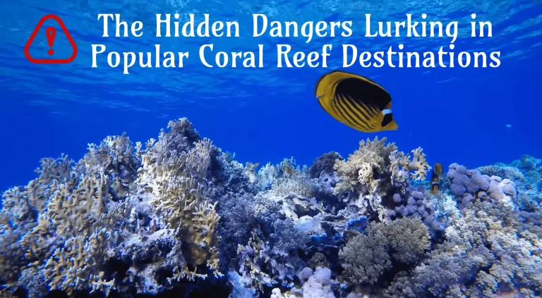 The Hidden Dangers Lurking in Popular Coral Reef Destinations