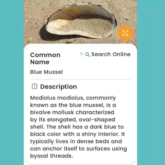 how Shell Identifier App works?