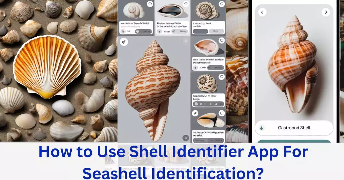 How to Use Shell Identifier App For Seashell Identification?