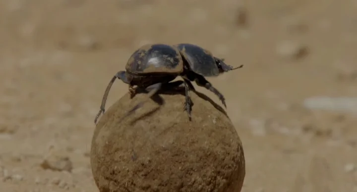 A beetle rolling a dung ball