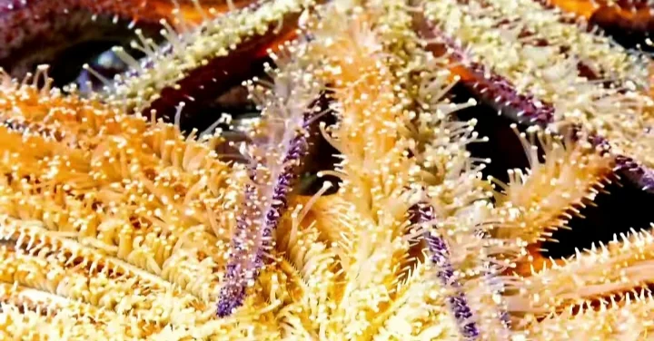 A starfish tube feet